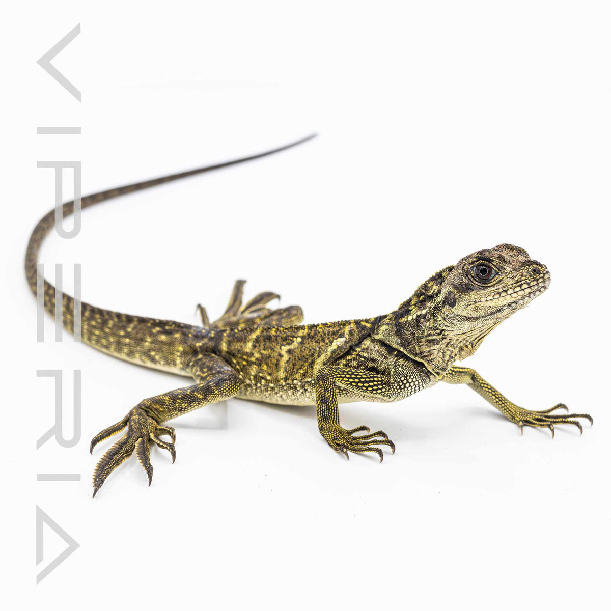 Indonesian Giant Sailfin Dragon