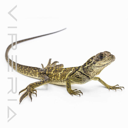 Indonesian Giant Sailfin Dragon
