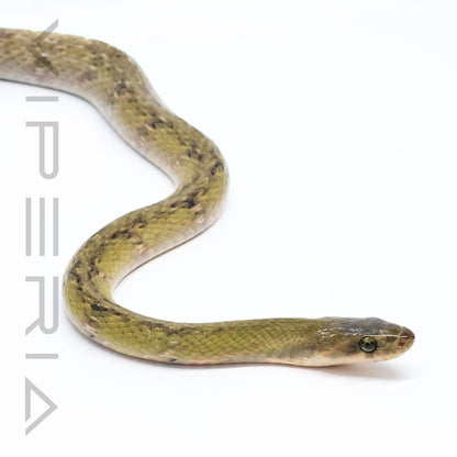 Black Copper Rat Snake