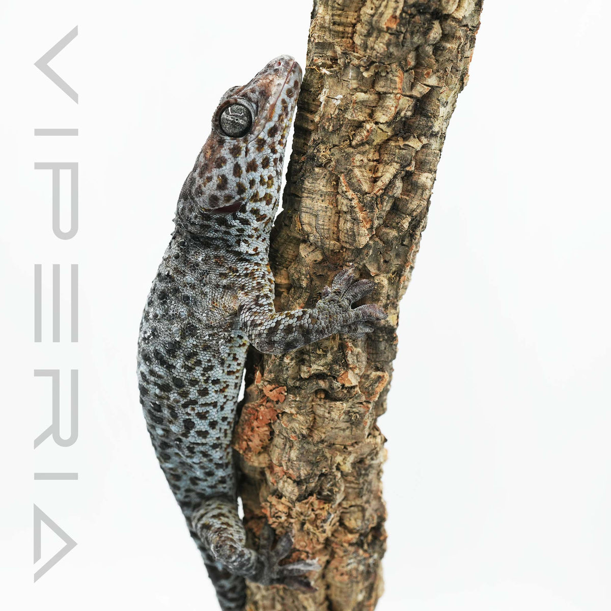 Blue Granite 094 Tokay Gecko