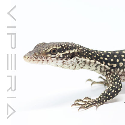 Timor Monitor