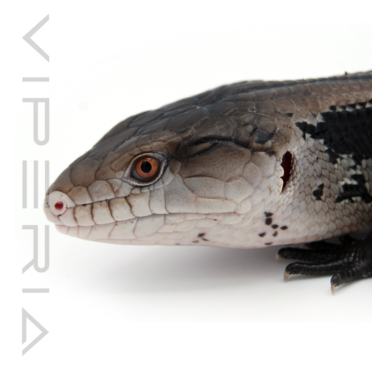 Blue Tongue Skink