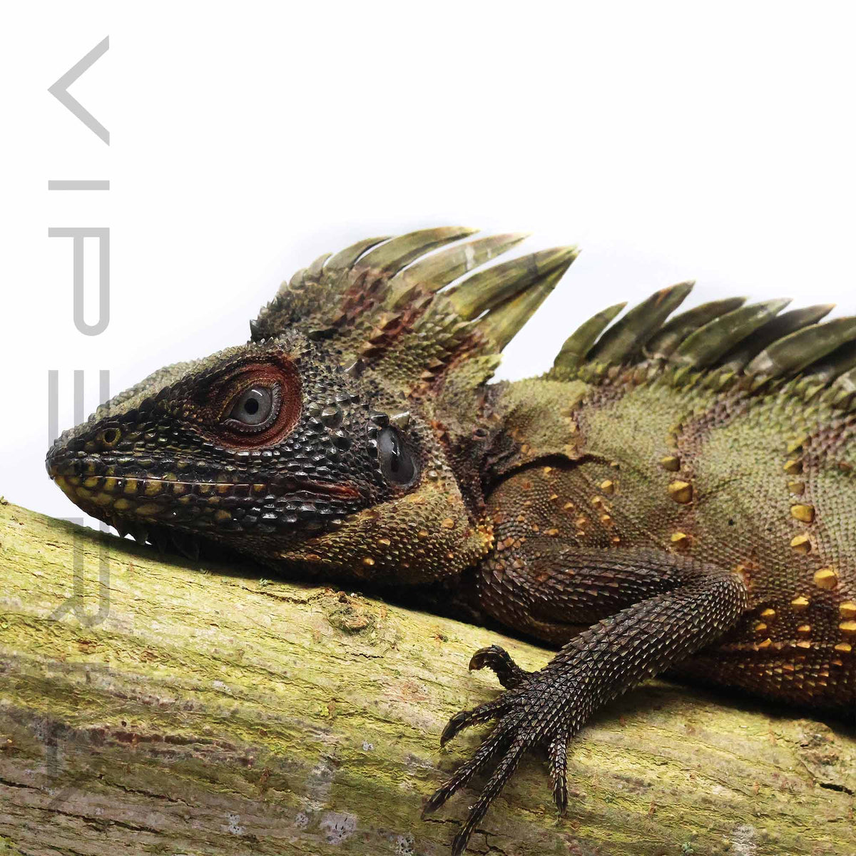 Crowned Forest Dragon