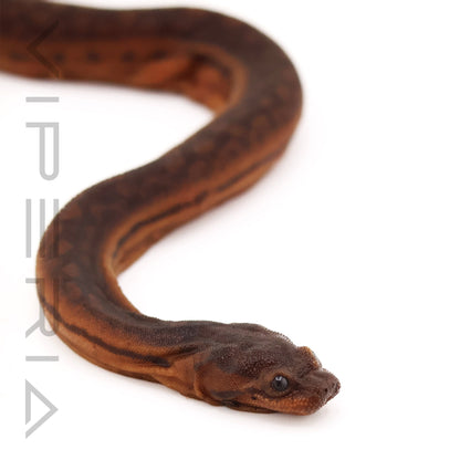 Elephant Trunk Snake