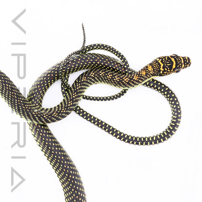 Paradise Flying Snake