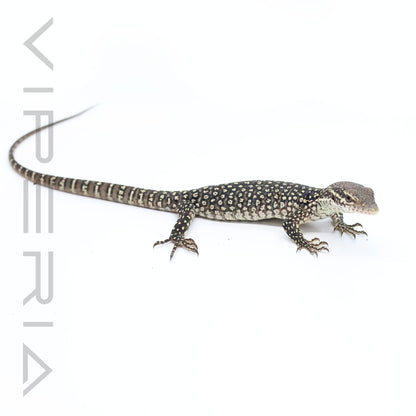 Timor Monitor