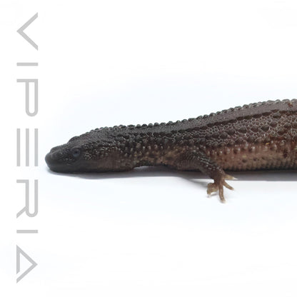Borneo Earless Monitor
