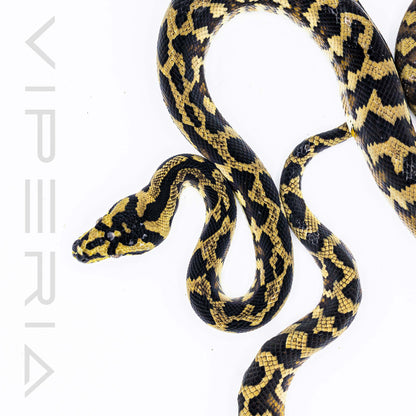 Papuan Carpet Python