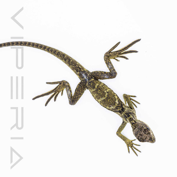 Indonesian Giant Sailfin Dragon
