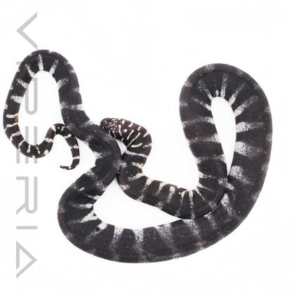Little File Snake