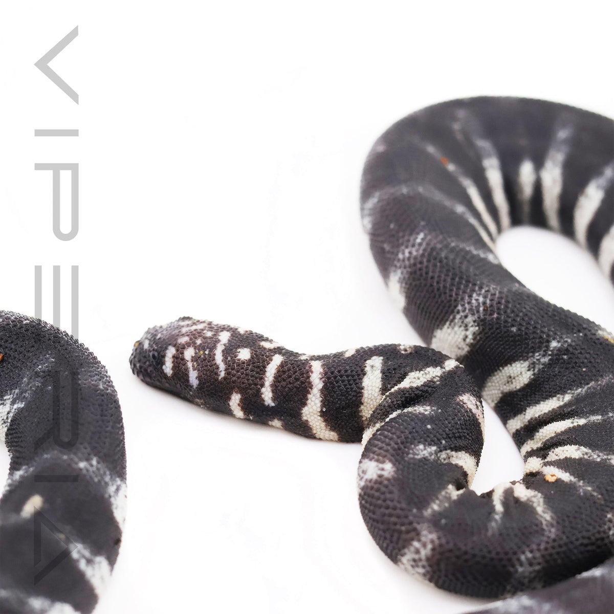 Little File Snake