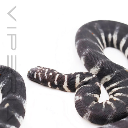 Little File Snake