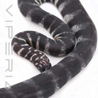 Little File Snake