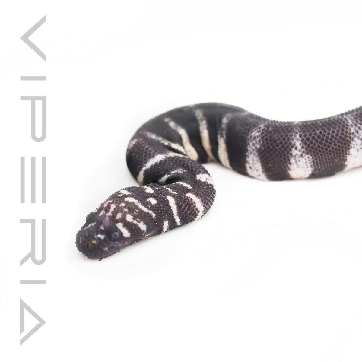 Little File Snake