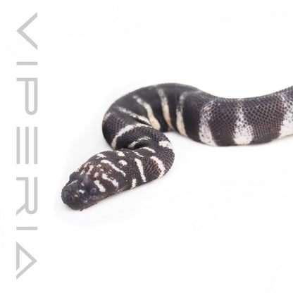 Little File Snake