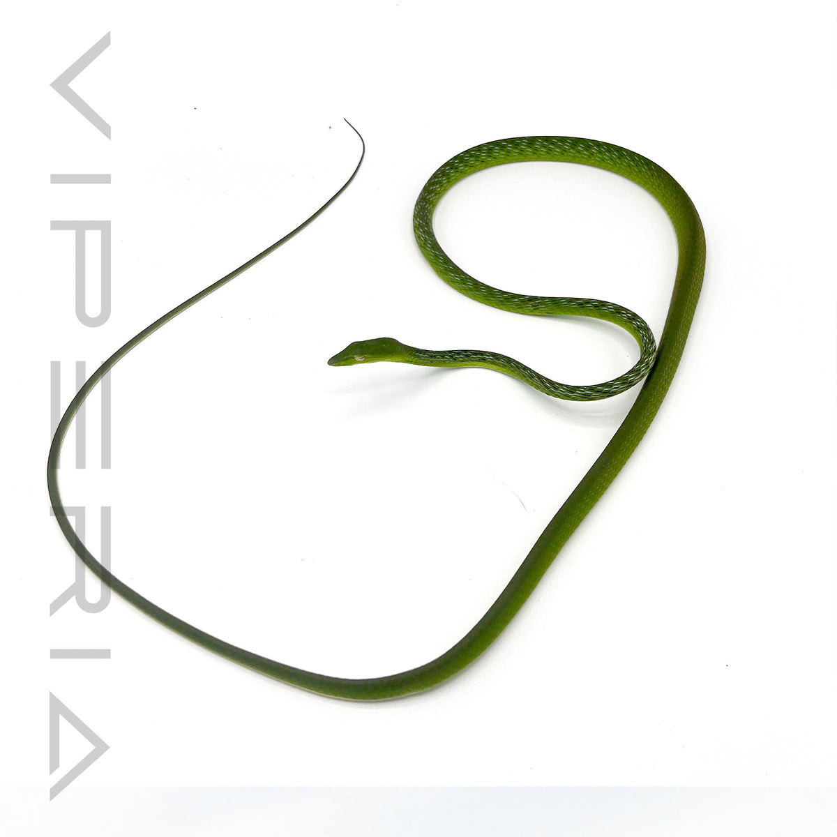 Oriental Whip Snake