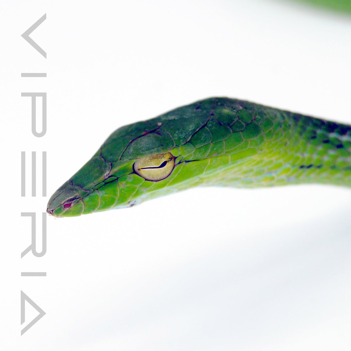 Oriental Whip Snake