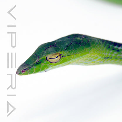 Oriental Whip Snake