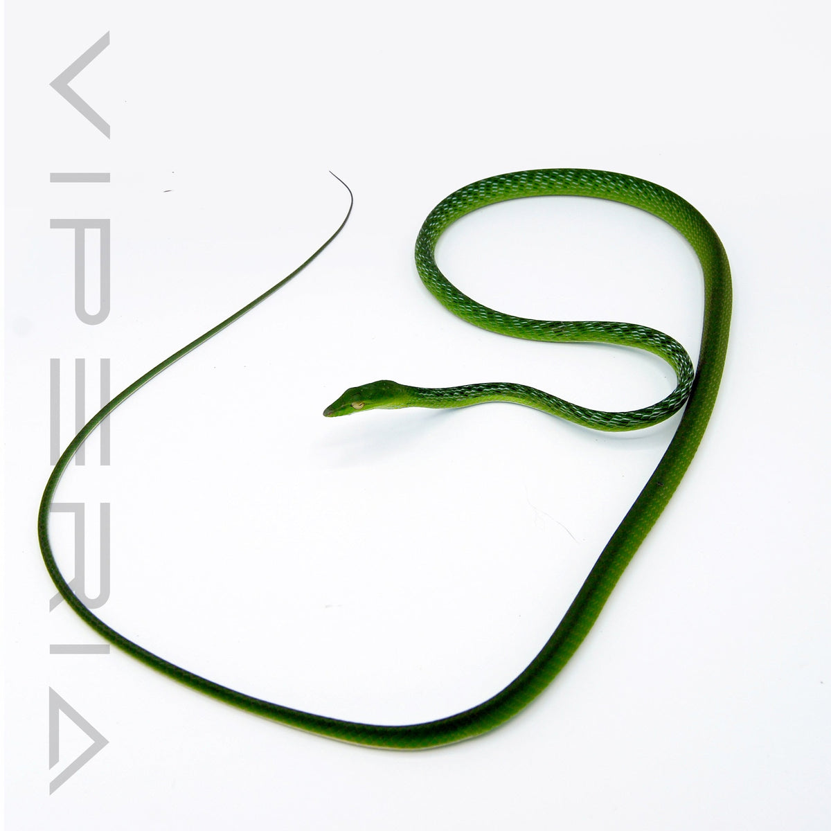 Oriental Whip Snake