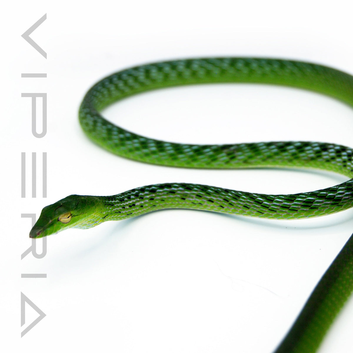 Oriental Whip Snake