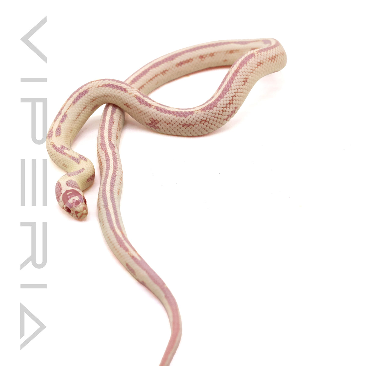 Albino Striped Californian King Snake