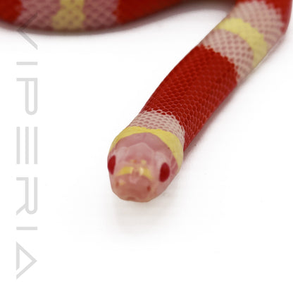 Albino Pueblan Milksnake