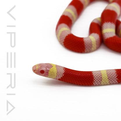 Albino Pueblan Milksnake