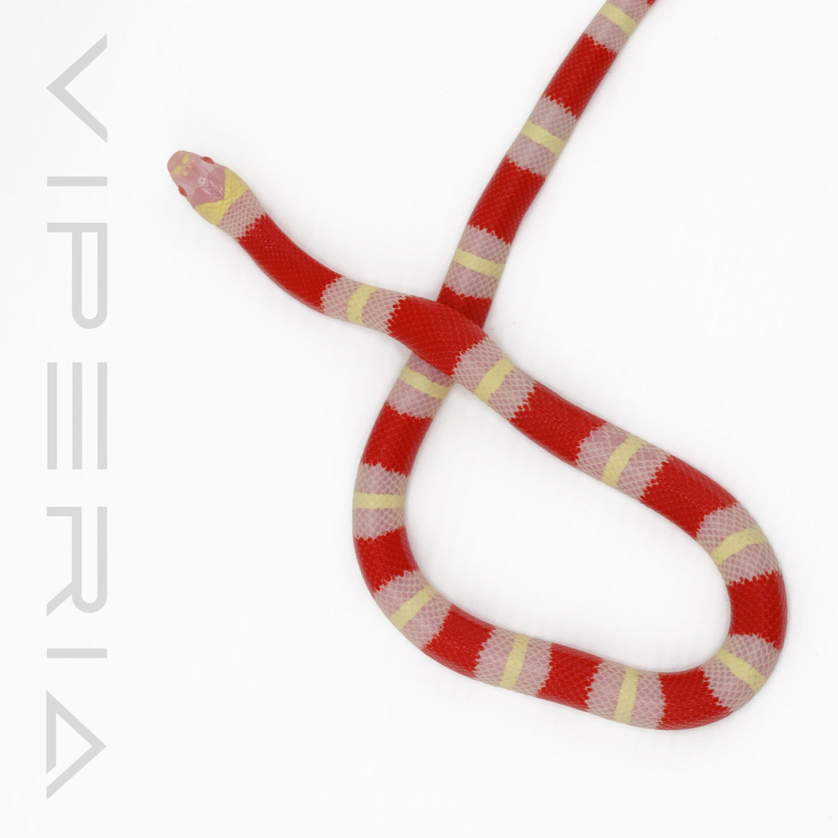 Albino Pueblan Milksnake