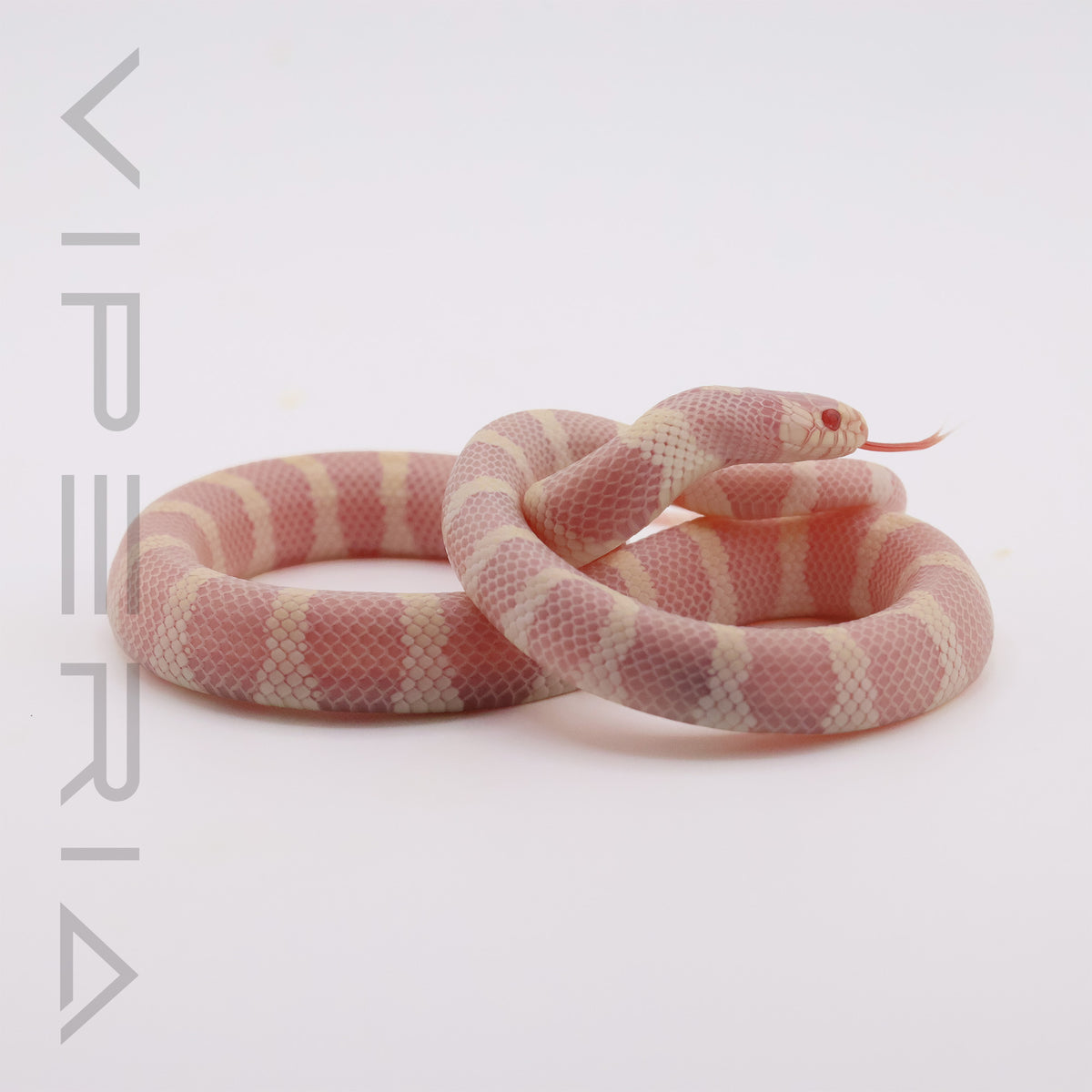 Albino Californian King Snake