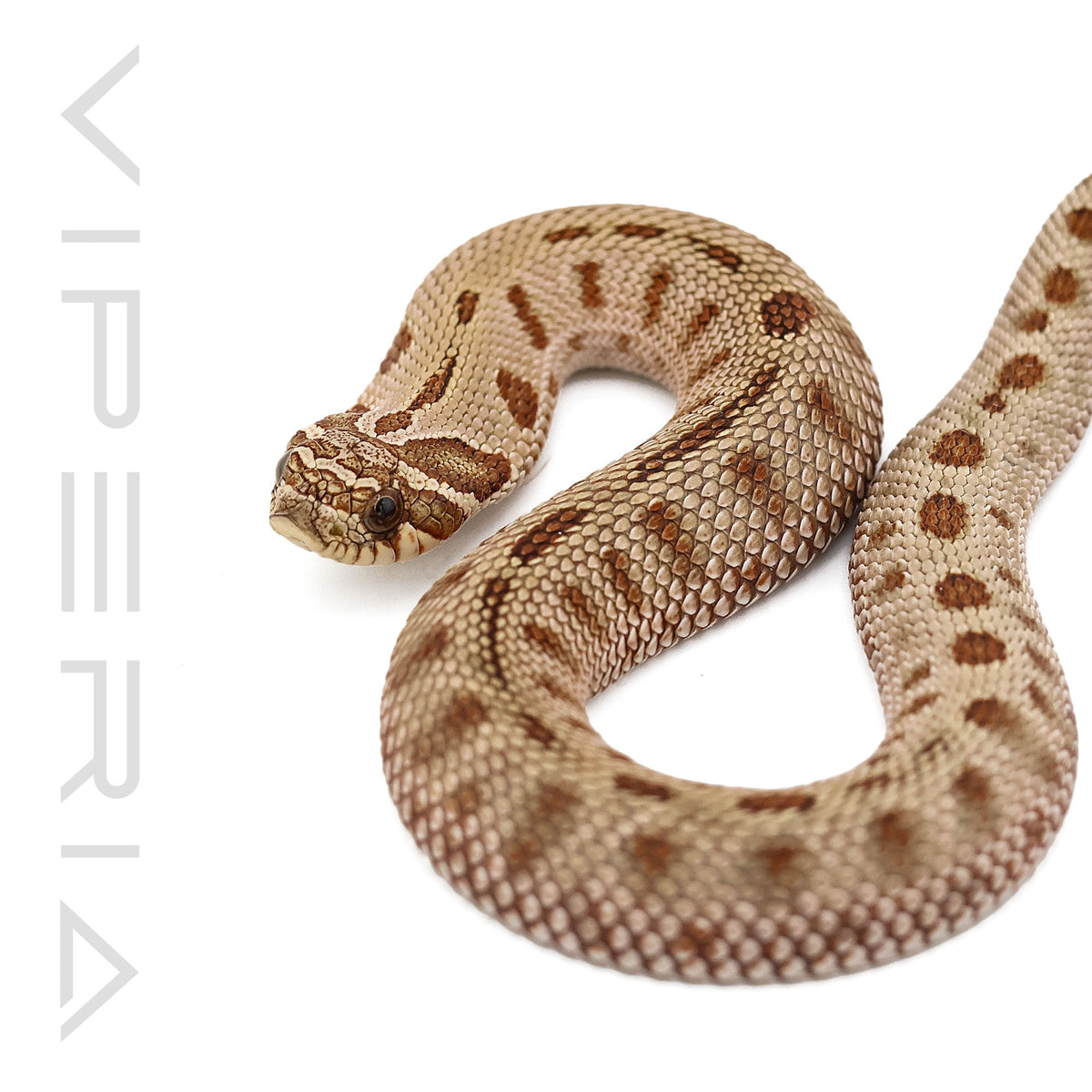 Anaconda het Toxic Hognose