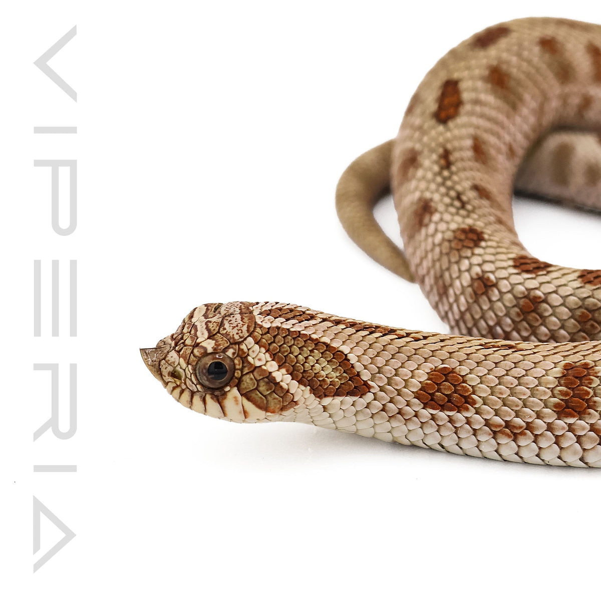 Anaconda het Toffeebelly Hognose
