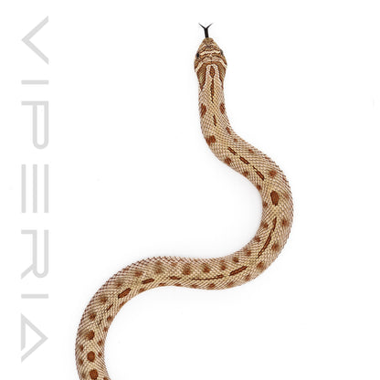 Anaconda het Toxic Hognose