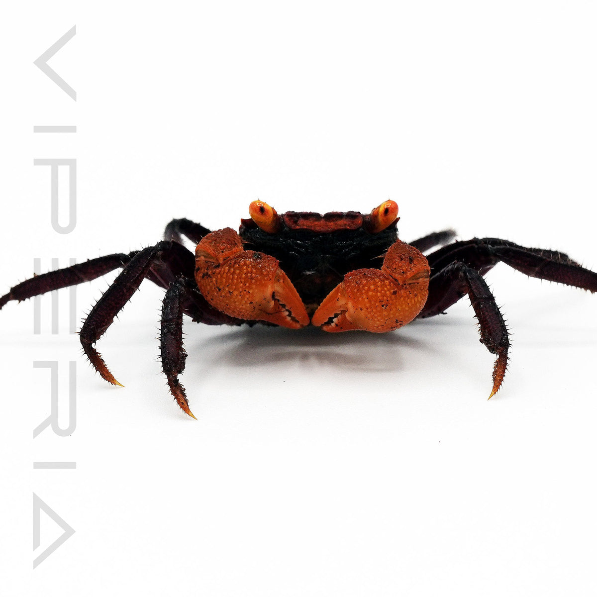 Apricot Vampire Crab
