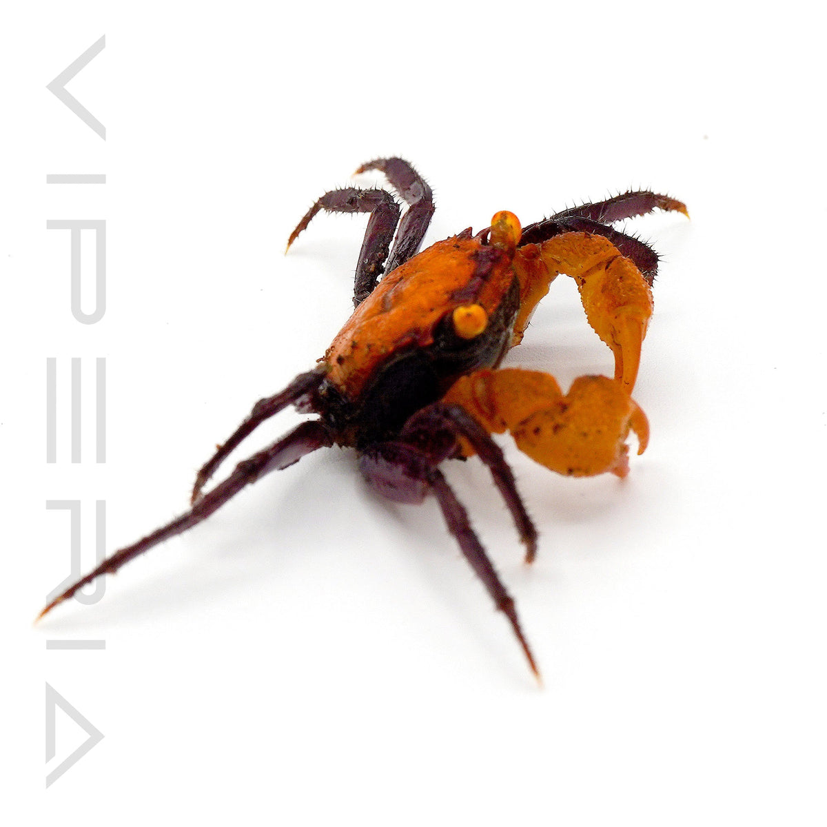 Apricot Vampire Crab