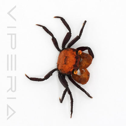 Apricot Vampire Crab
