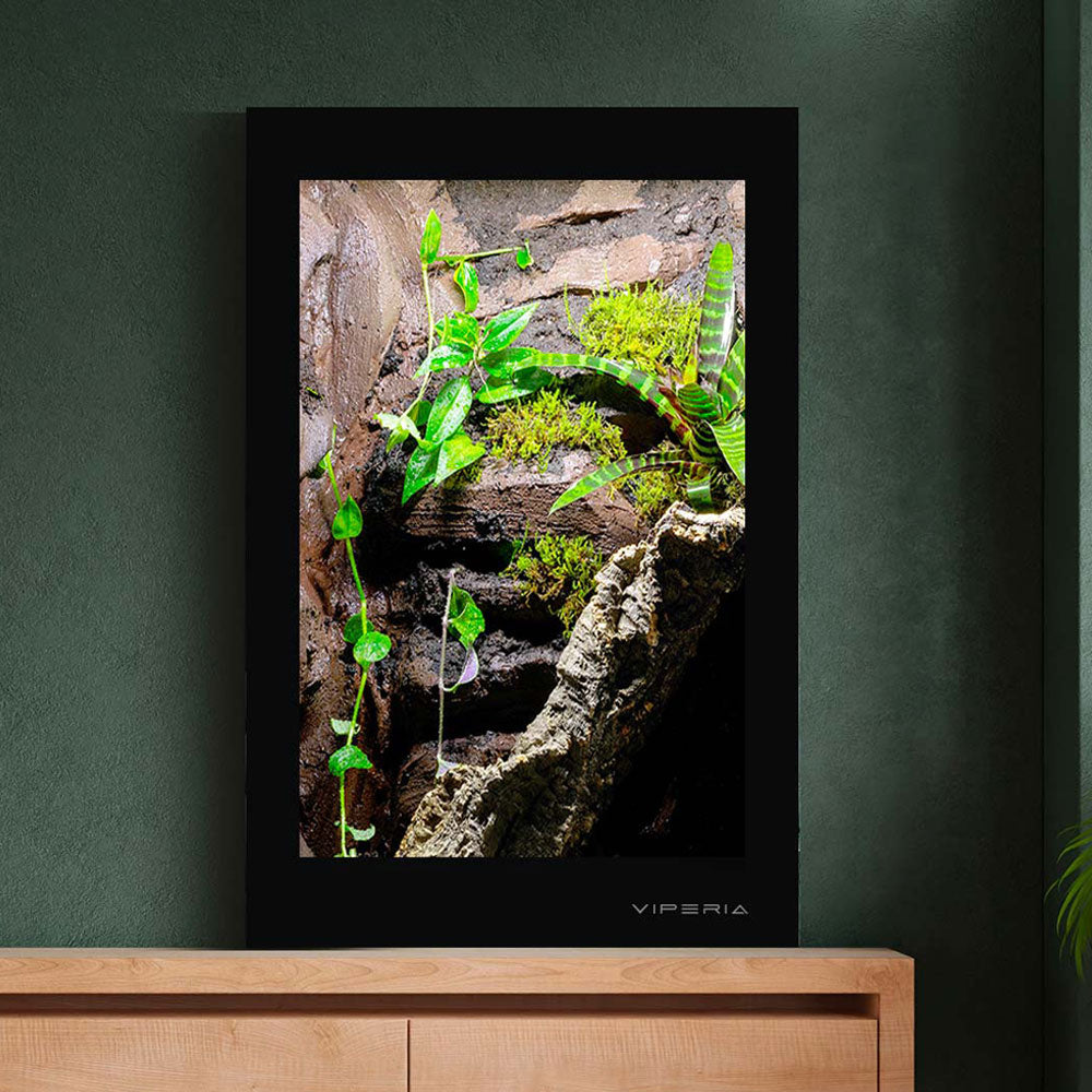 Arboreal Vivariums
