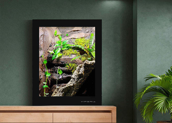 Arboreal Vivariums