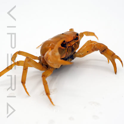 Banana crab