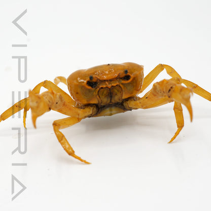 Banana crab