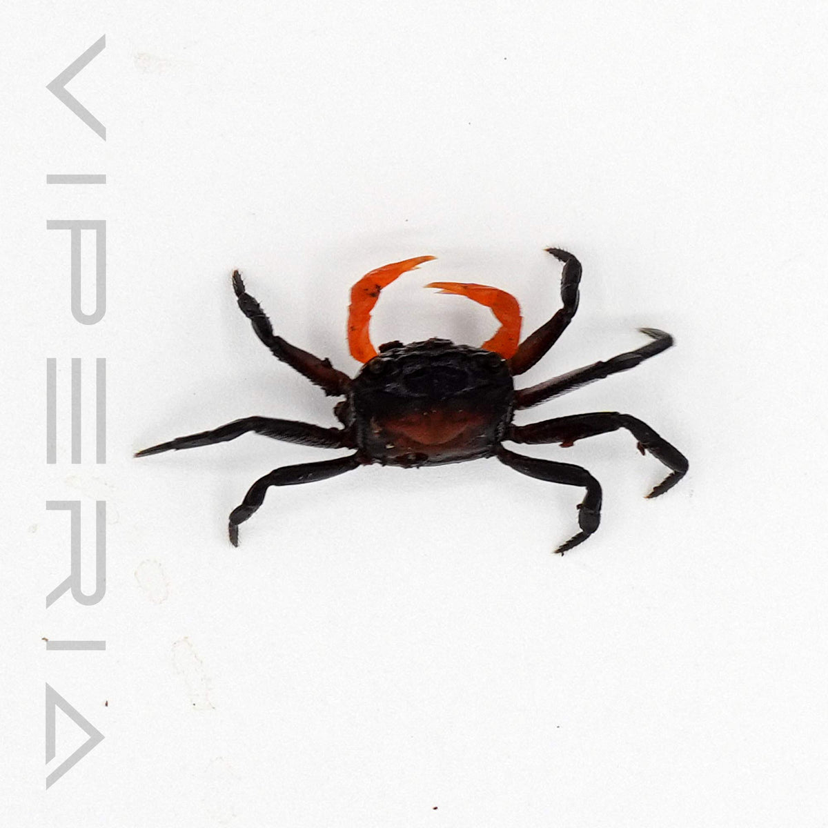 Orange Arm Crab