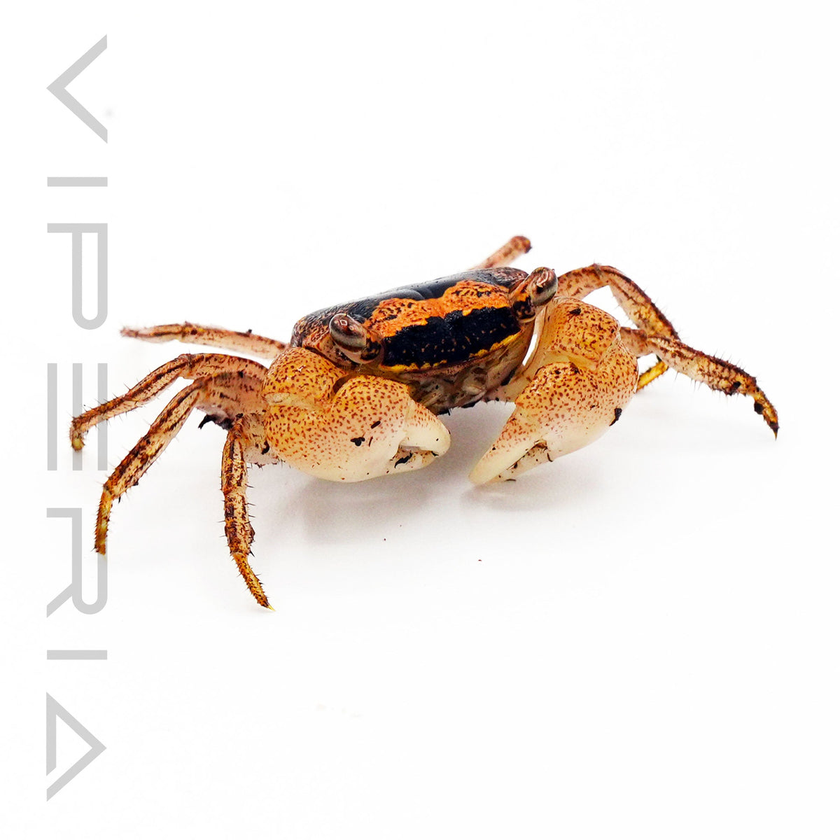 Batik crab