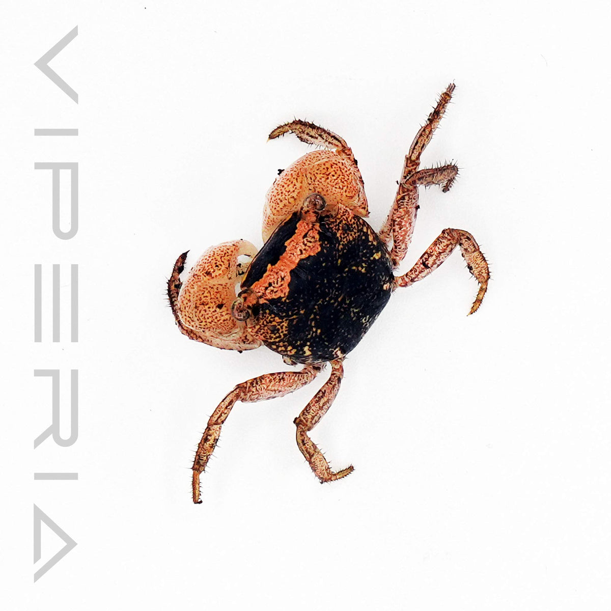 Batik crab