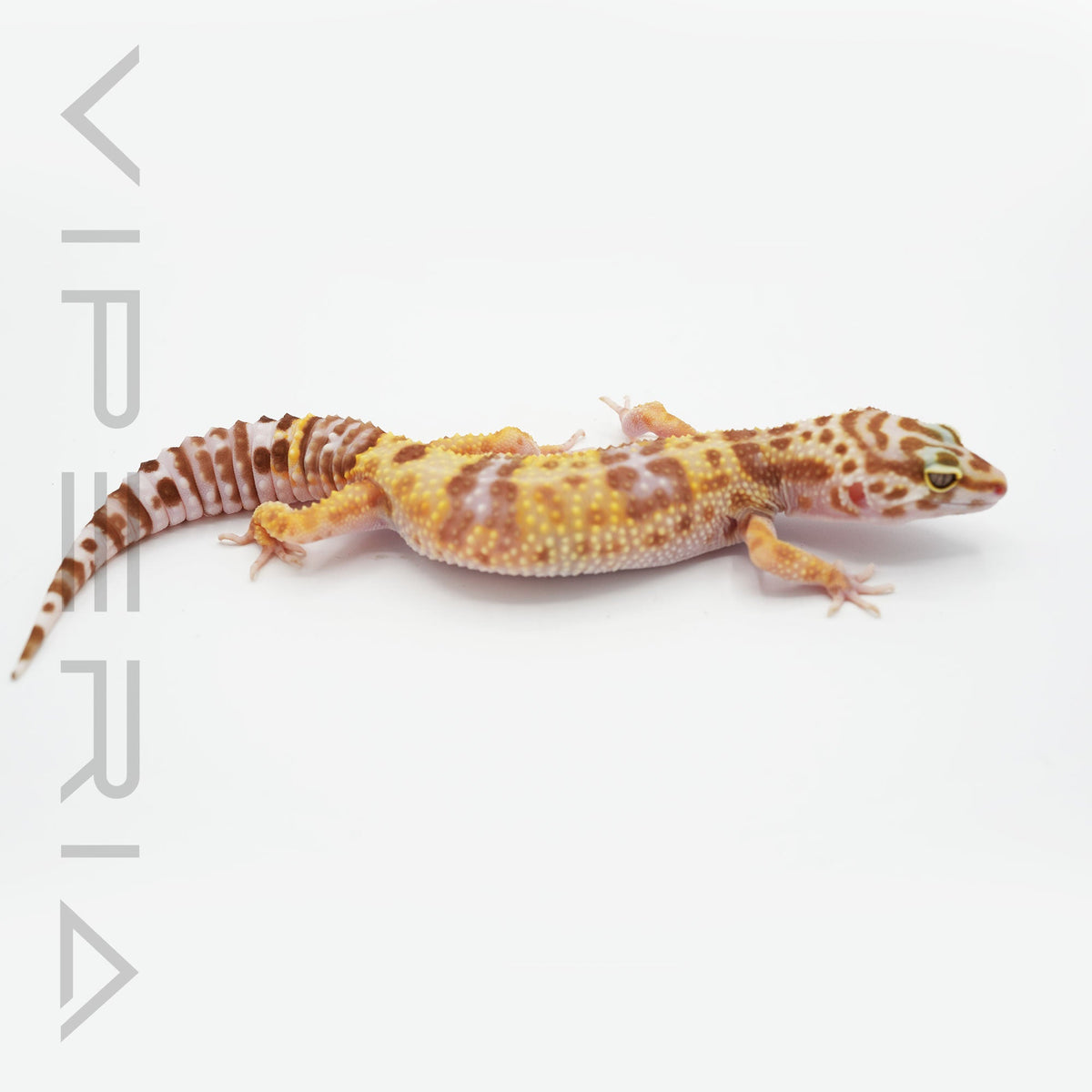 Bell Albino Leopard Gecko