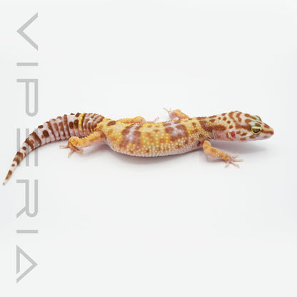 Bell Albino Leopard Gecko