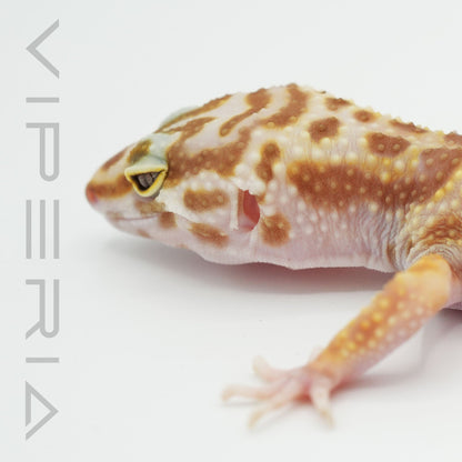Bell Albino Leopard Gecko