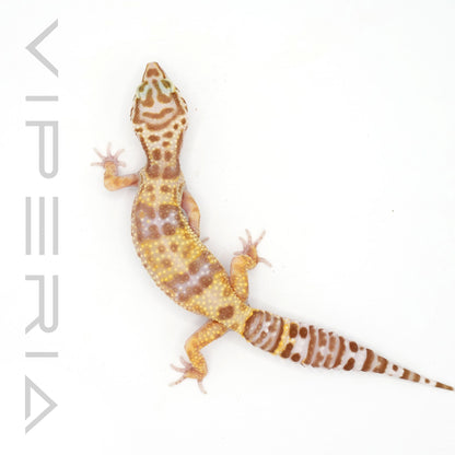 Bell Albino Leopard Gecko