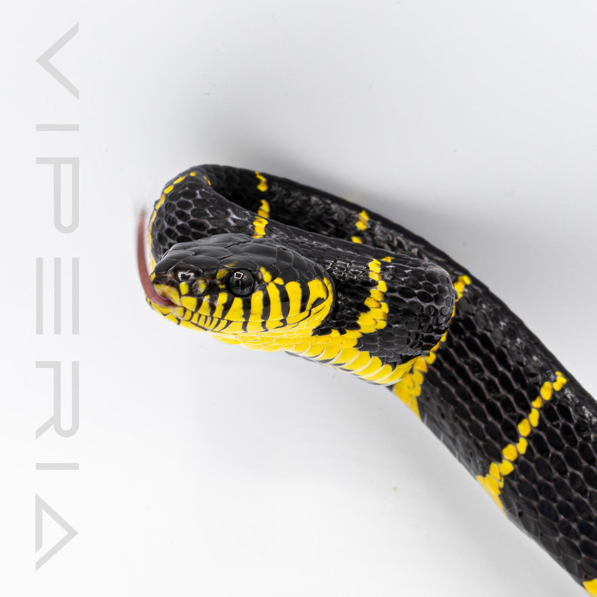 Mangrove Snake