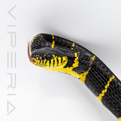 Mangrove Snake