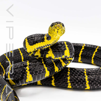 Mangrove Snake