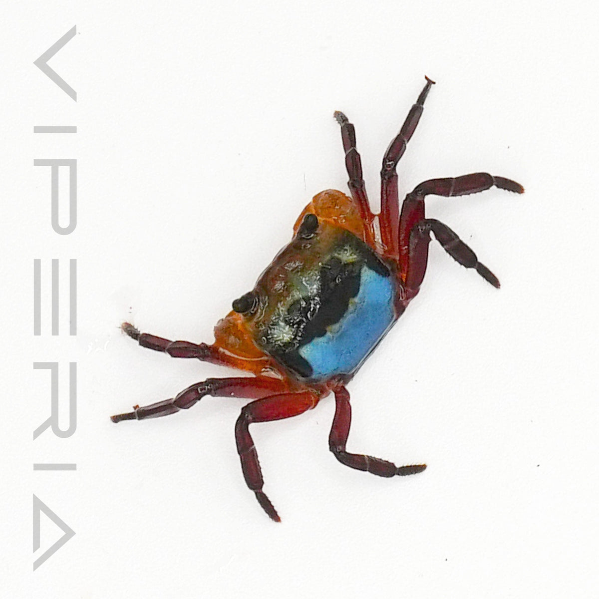 Blue Borneo Crab